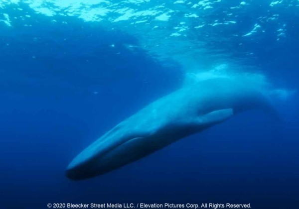 52ヘルツの鯨、ザ・ロンリエスト・ホエール：ザ・サーチ・フォー 52、世界でもっとも孤独な鯨、正体不明の謎の鯨を追う海洋ドキュメンタリー、エコロジストでもあるレオナルド・ディカプリオが5万ドルの制作資金を寄付、The Loneliest Whale: The Search for 52、ジョシュア・ゼーマン、ケイト・ミクッチ、