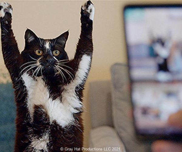 猫たらしな男たちの愛猫物語『猫と、とうさん』、インフルエンサーをしながら俳優業に磨きをかけているネイサン、エンジニアとして生計を立てるジェフ、路上生活者のデイビッド、愛猫に"炎"と名付けた消防士のジョーダン。 猫たちとの生活に幸せを見つけた様々なライフスタイルの男たち。 生活が一変したコロナ禍を愛猫と乗り越えながら、相棒であり、家族でもある猫と人間の愛情物語を切り取った猫好き必見の心温まるドキュメンタリー。、マイ・ホン、ネイサン・ケーン、デビッド・ジョバンニ、ライアン・ロバートソン、猫、ネコ、cat